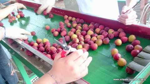 眼鏡伯の玉荷包ライチは品質が非常に優れています。収穫、選果、包装、宅配のすべての過程で、厳格に慎重に実施されています